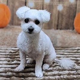 Kairi (Hospice Program), a Adoptable Bichon Frise in Saint Cloud, MN image 4/6