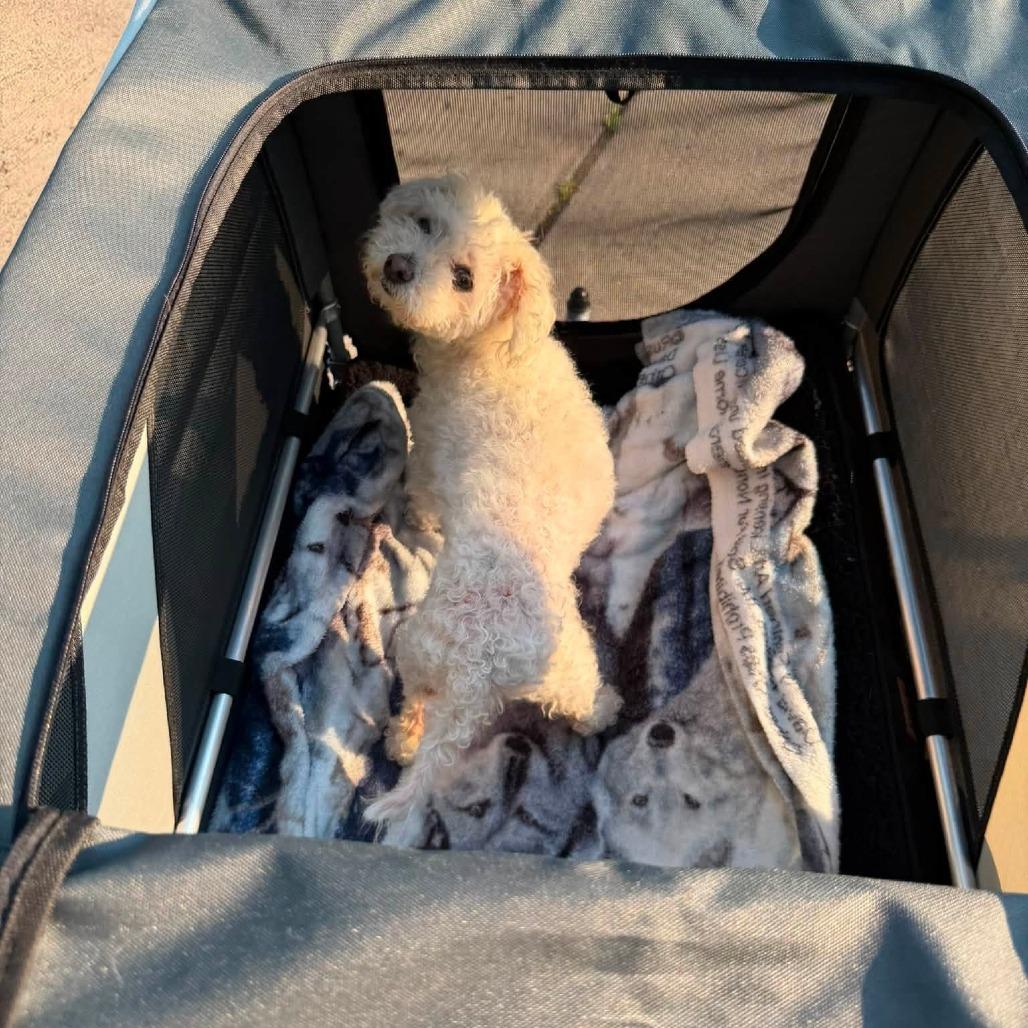 Kairi (Hospice Program), a Adoptable Bichon Frise in Saint Cloud, MN image 5/6
