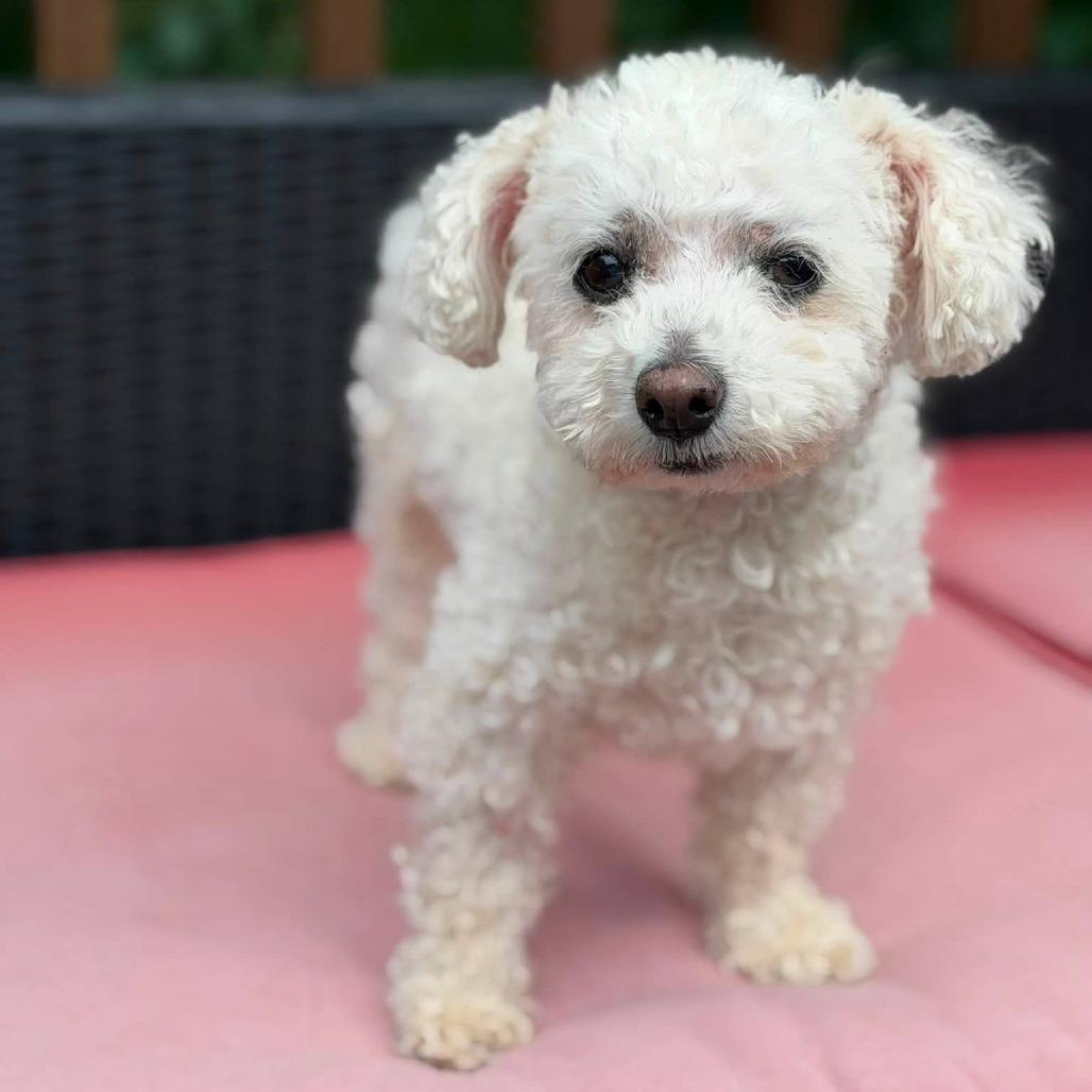 Kairi (Hospice Program), a Adoptable Bichon Frise in Saint Cloud, MN image 6/6