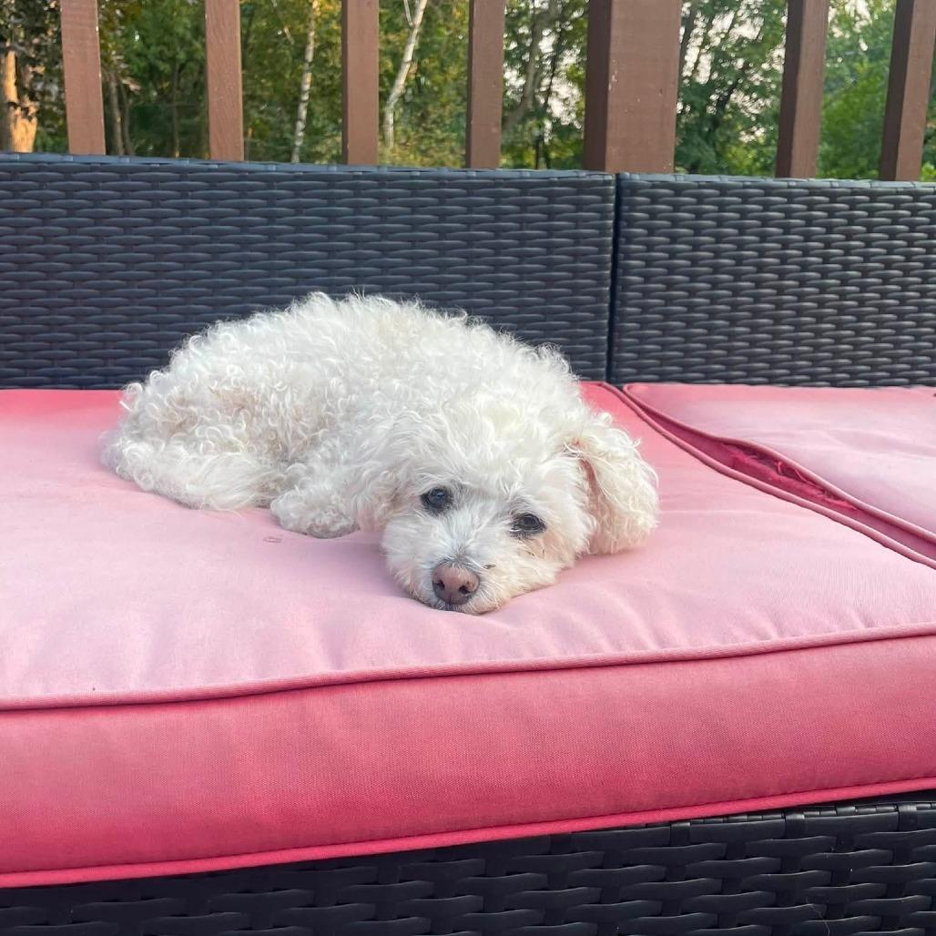Enlarge Kairi (Hospice Program), a Adoptable Bichon Frise in Saint Cloud, MN image 6/6