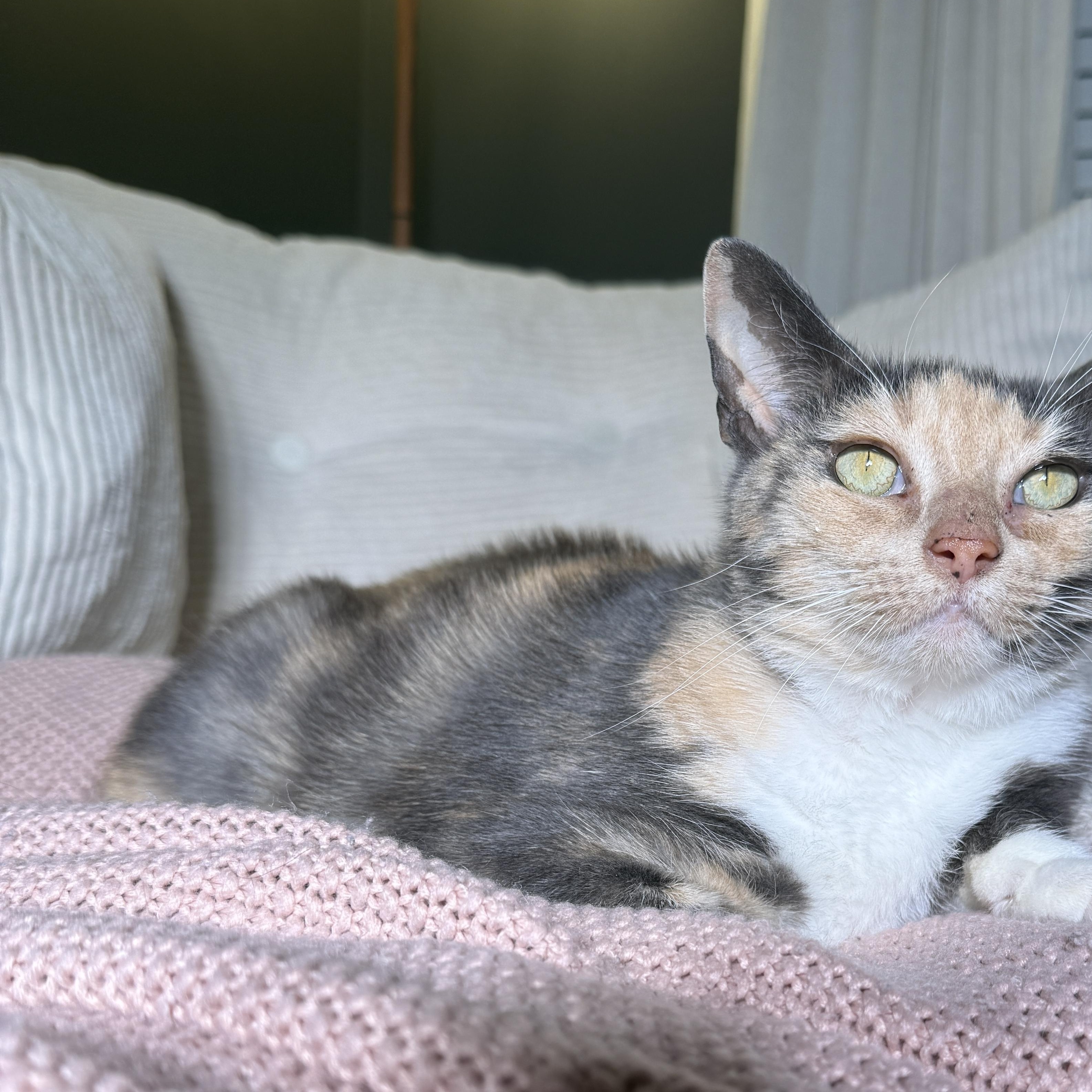 Enlarge Aethel (bonded with Toby), a Adoptable Domestic Short Hair in Fort Oglethorpe, GA image 3/4