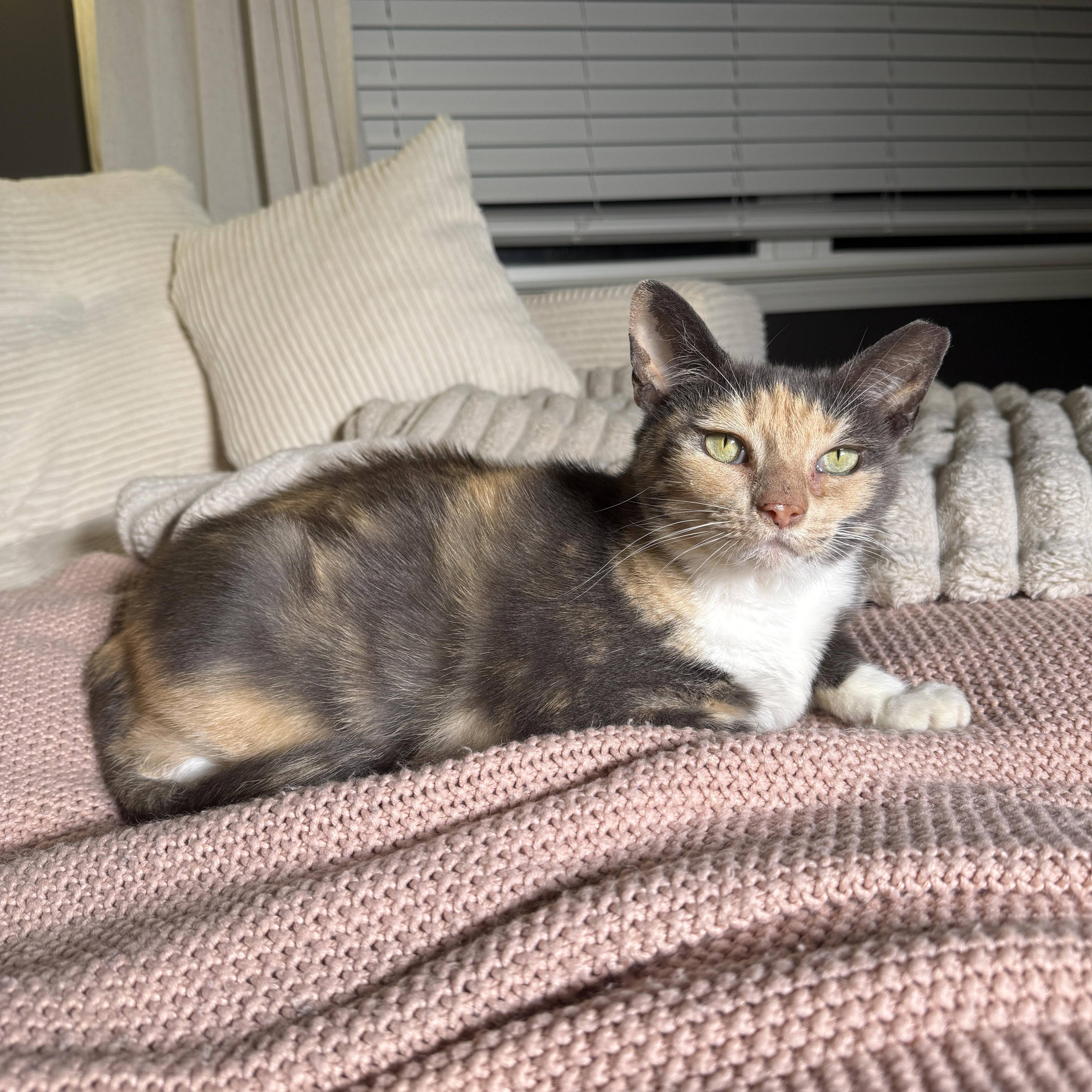 Aethel (bonded with Toby), Adoptable, Adult Female Domestic Short Hair.