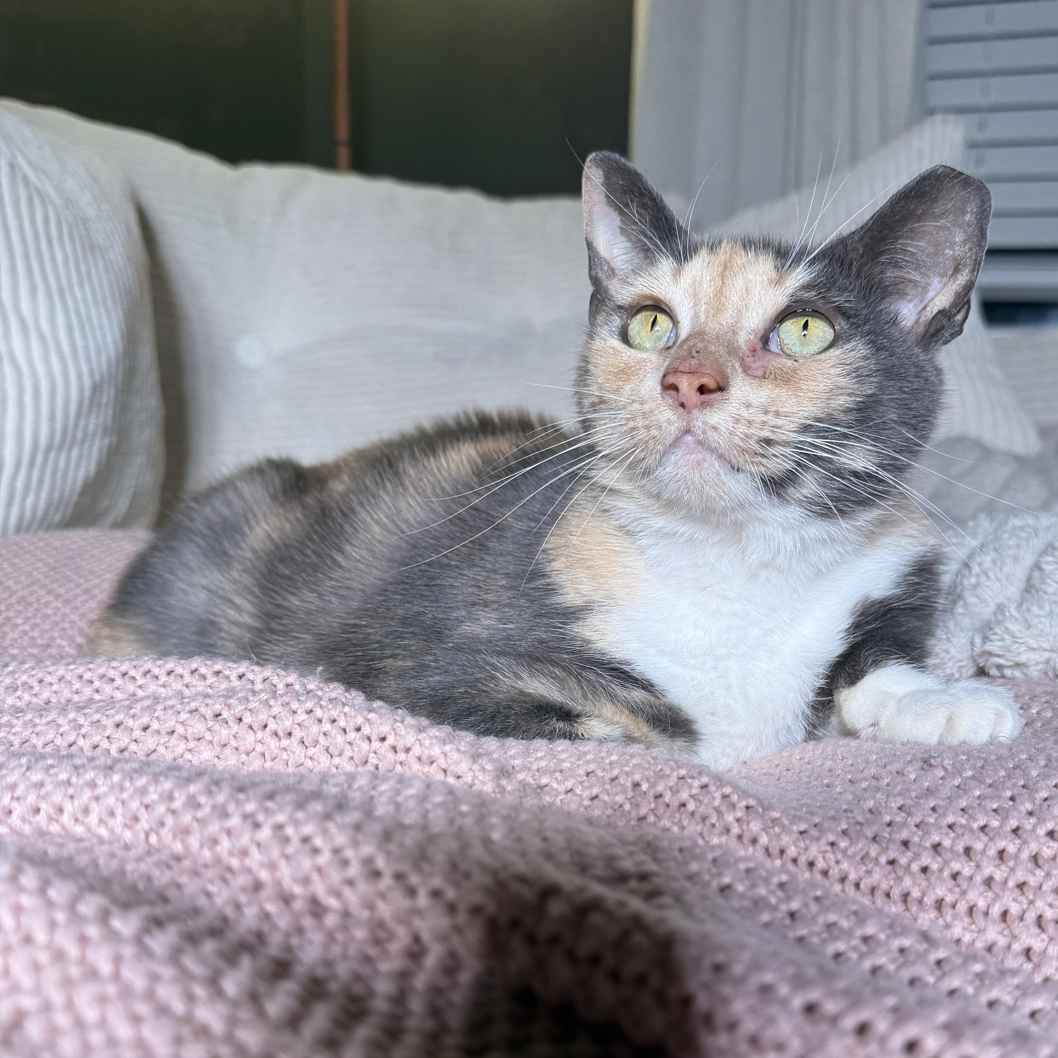 Enlarge Aethel (bonded with Toby), a Adoptable Domestic Short Hair in Fort Oglethorpe, GA image 2/4