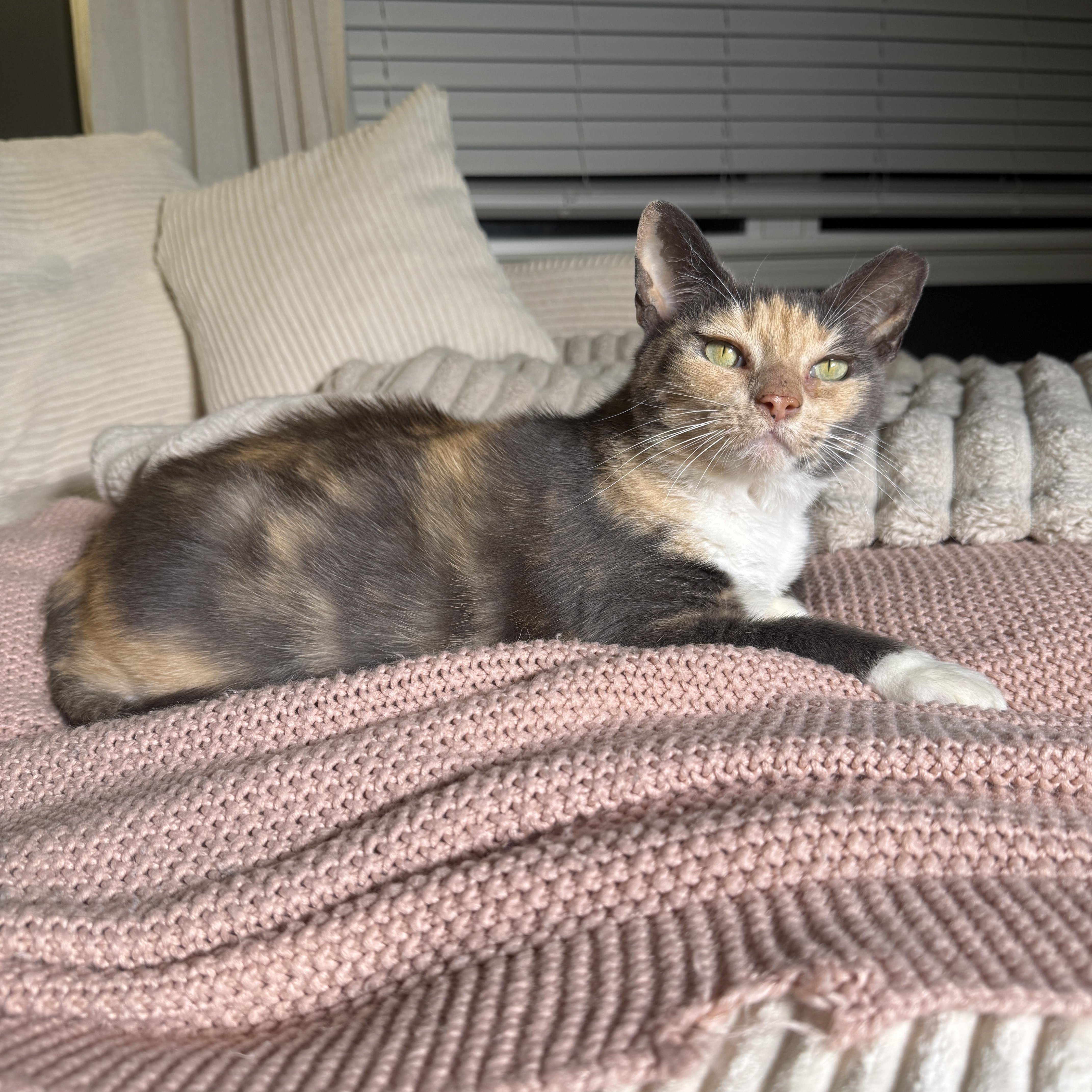 Enlarge Aethel (bonded with Toby), a Adoptable Domestic Short Hair in Fort Oglethorpe, GA image 4/4