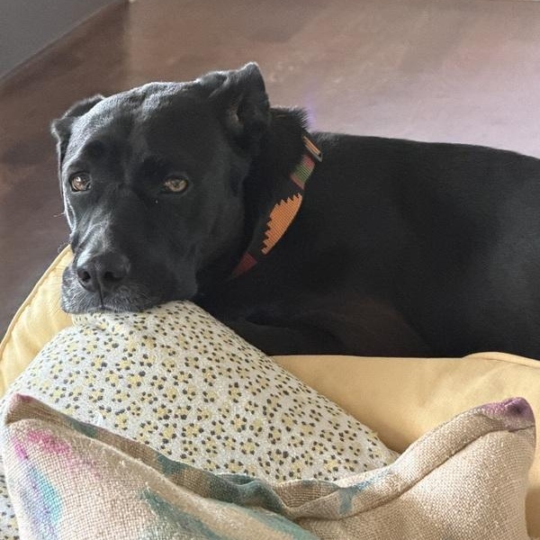 Enlarge Loba, a ADOPTABLE mixed breed in Denver, CO image 3/5