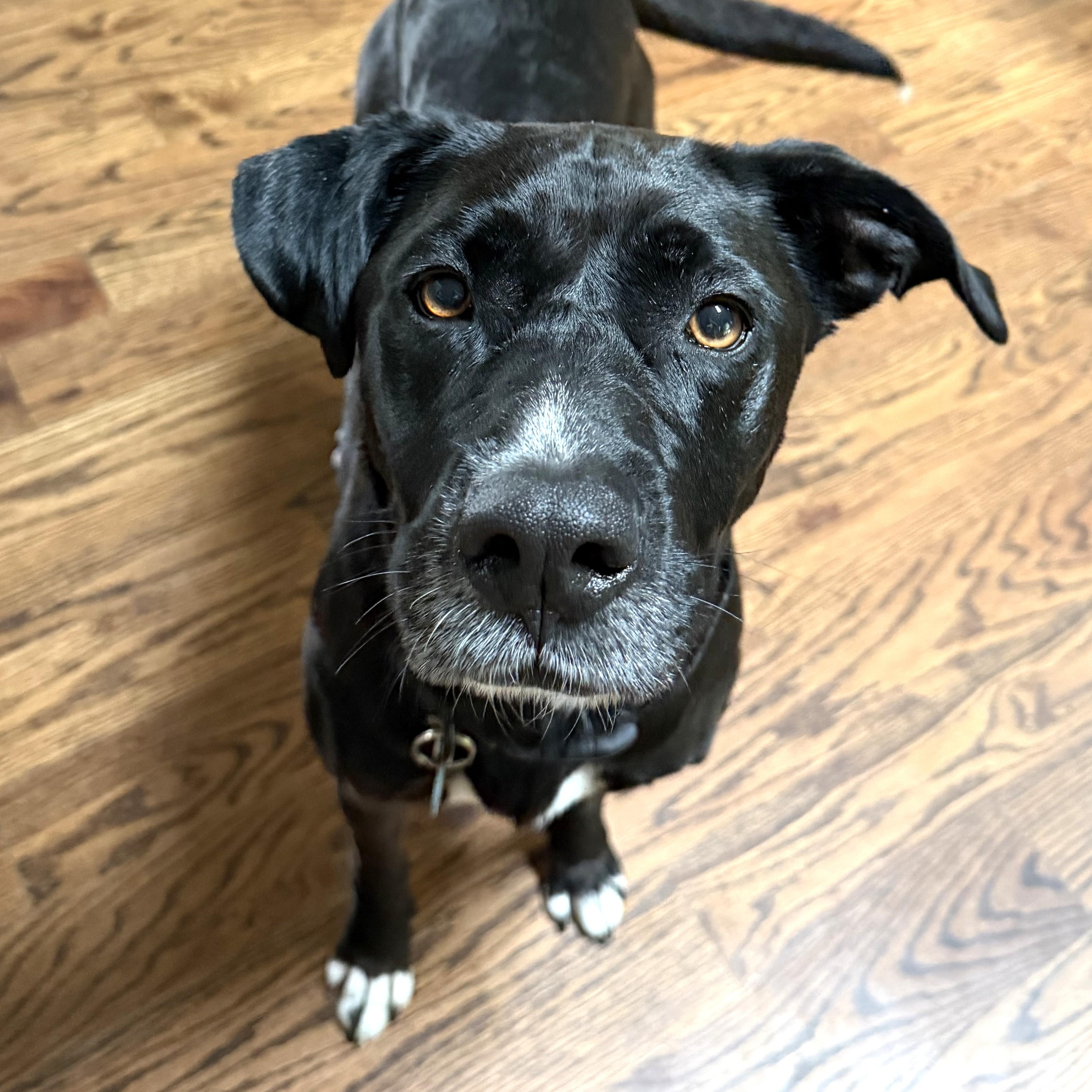 Enlarge Loba, a ADOPTABLE mixed breed in Denver, CO image 2/5