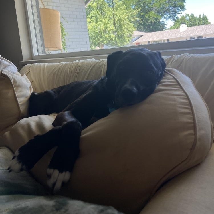 Enlarge Loba, a ADOPTABLE mixed breed in Denver, CO image 5/5