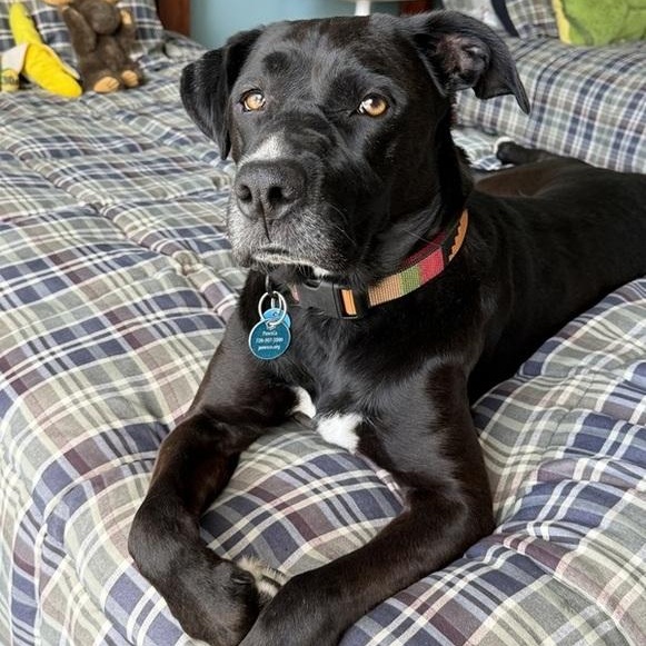Loba, ADOPTABLE, Adult Female Black Labrador Retriever.
