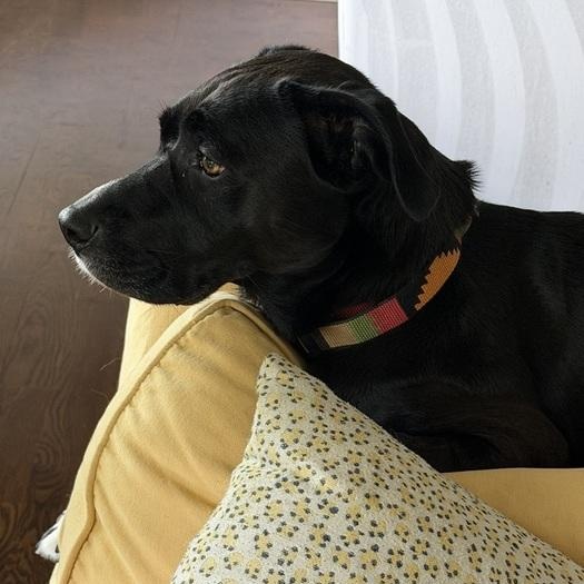 Enlarge Loba, a ADOPTABLE mixed breed in Denver, CO image 4/5