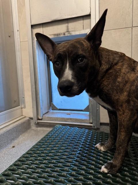 Clove Yrly 416, Adoptable, Adult Female Pit Bull Terrier.