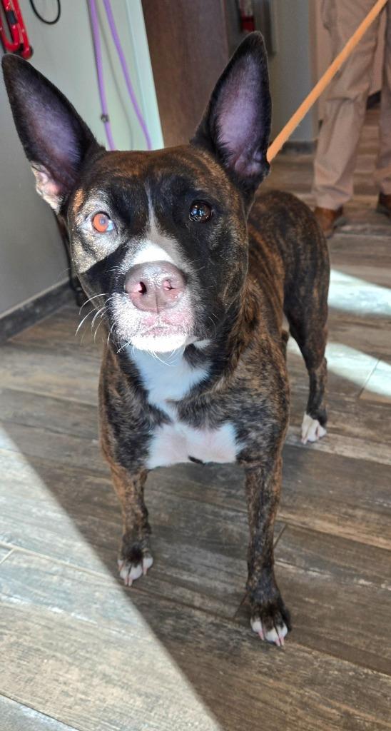 Clove Yrly 416, Adoptable, Adult Female Pit Bull Terrier.