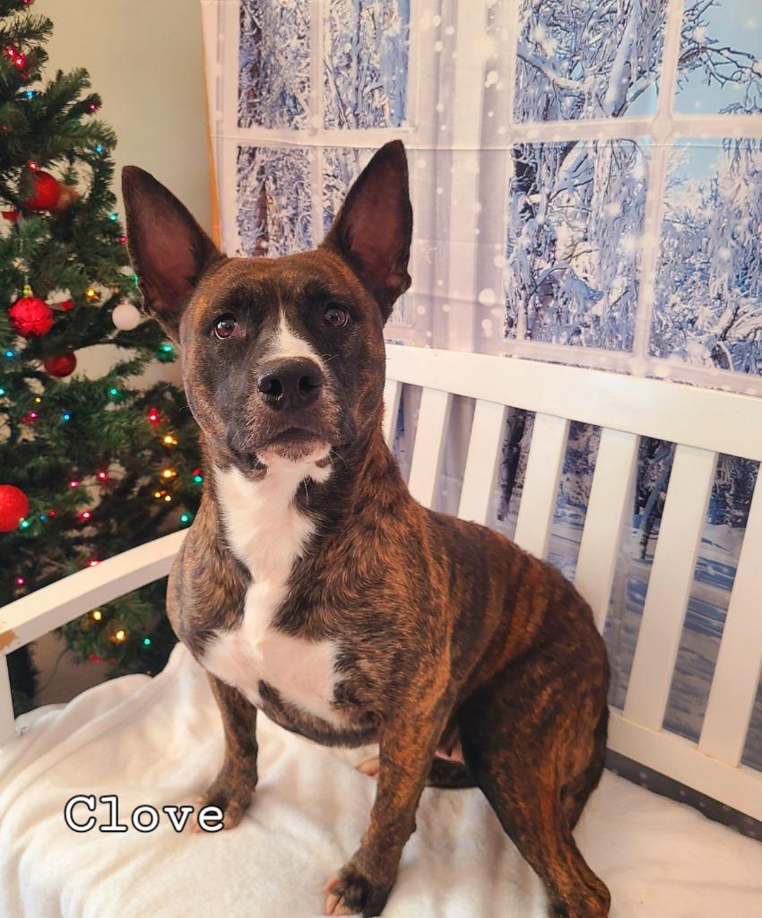 Enlarge Clove Yrly 416, a Adoptable mixed breed in Sidney, OH image 2/6