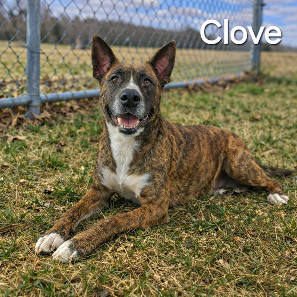 Enlarge Clove Yrly 416, a Adoptable mixed breed in Sidney, OH image 3/6
