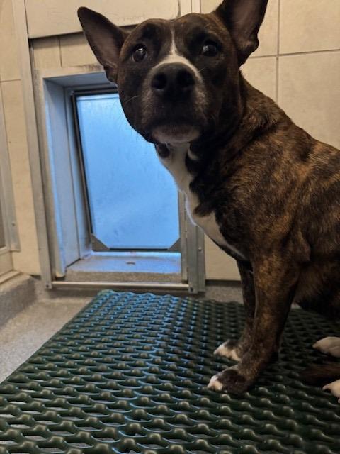 Enlarge Clove Yrly 416, a Adoptable mixed breed in Sidney, OH image 5/6