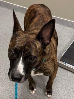 Enlarge Clove Yrly 416, a Adoptable mixed breed in Sidney, OH image 6/6