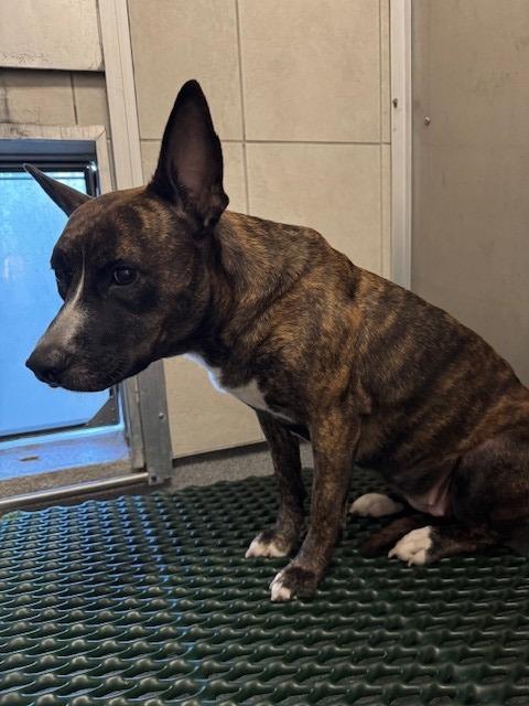 Enlarge Clove Yrly 416, a Adoptable mixed breed in Sidney, OH image 5/6