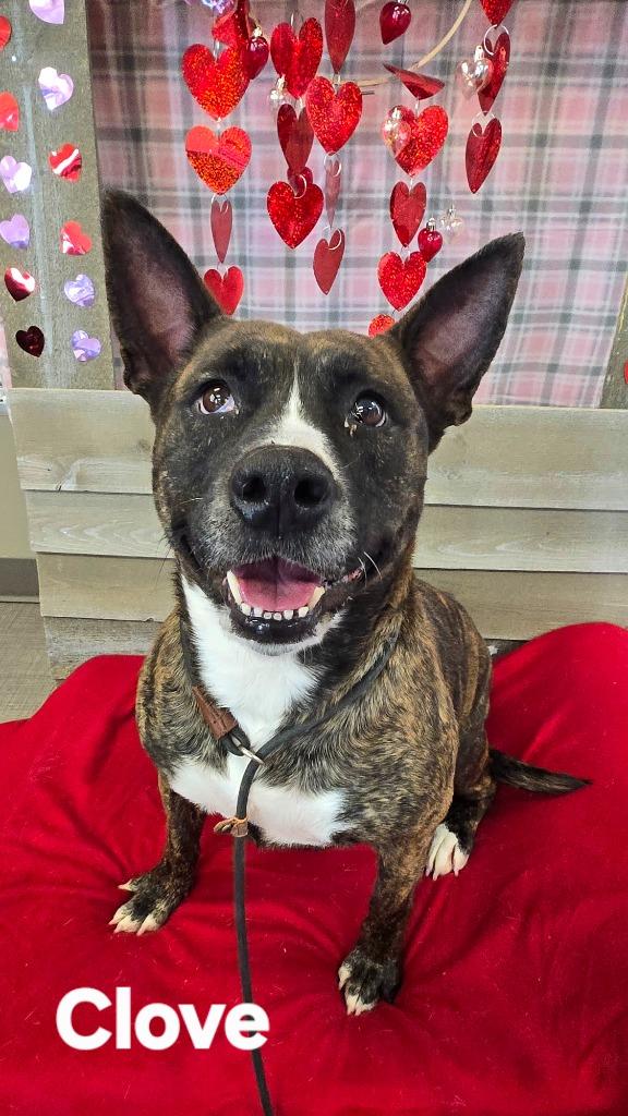 Enlarge Clove Yrly 416, a Adoptable mixed breed in Sidney, OH image 6/6