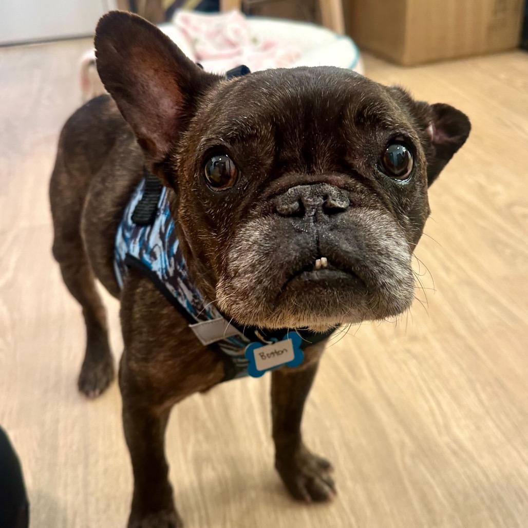 Enlarge Boston 13691, a Adoptable French Bulldog in San Francisco, CA image 1/6