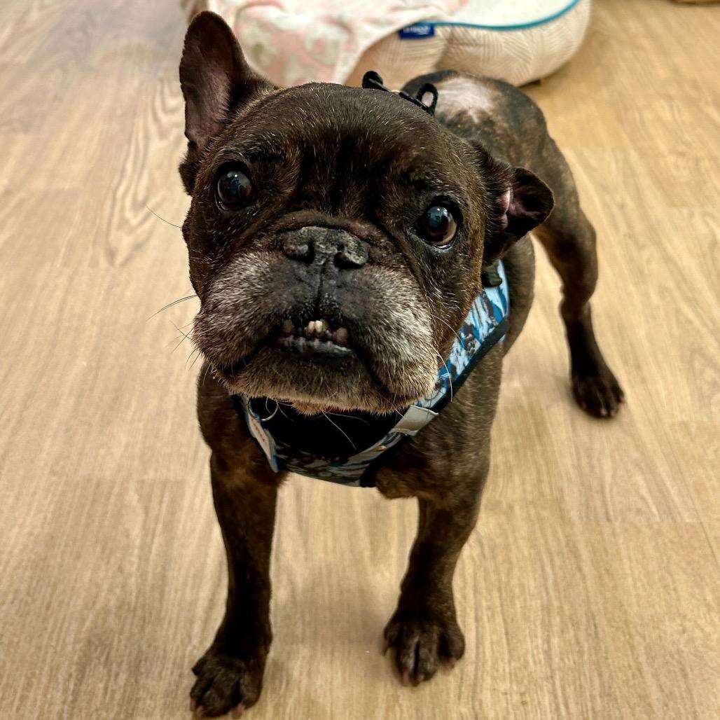 Enlarge Boston 13691, a Adoptable French Bulldog in San Francisco, CA image 2/6