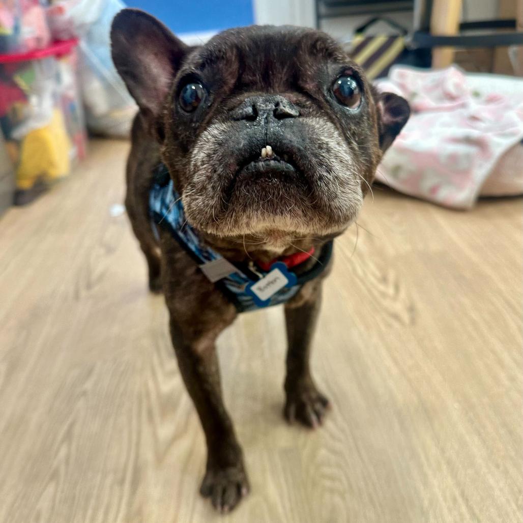 Enlarge Boston 13691, a Adoptable French Bulldog in San Francisco, CA image 4/6