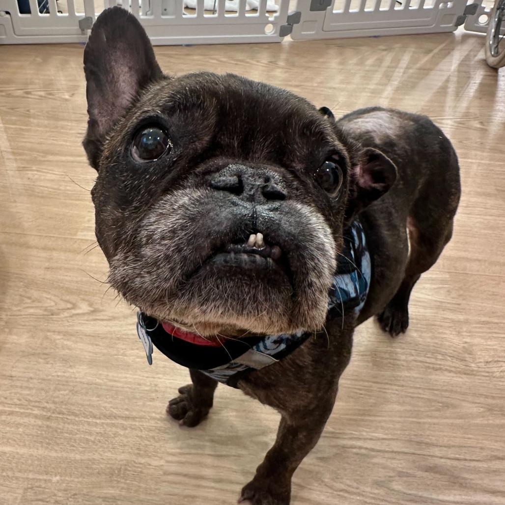 Enlarge Boston 13691, a Adoptable French Bulldog in San Francisco, CA image 5/6