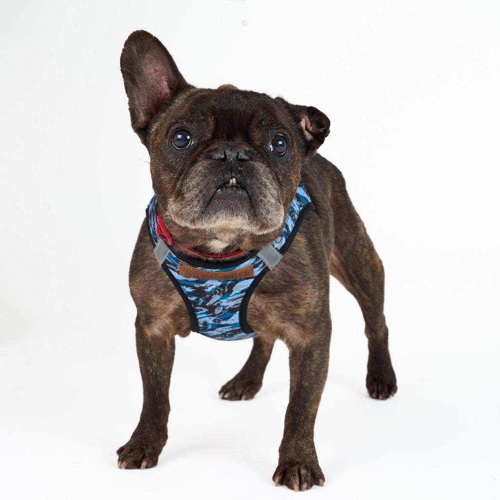 Enlarge Boston 13691, a Adoptable French Bulldog in San Francisco, CA image 6/6