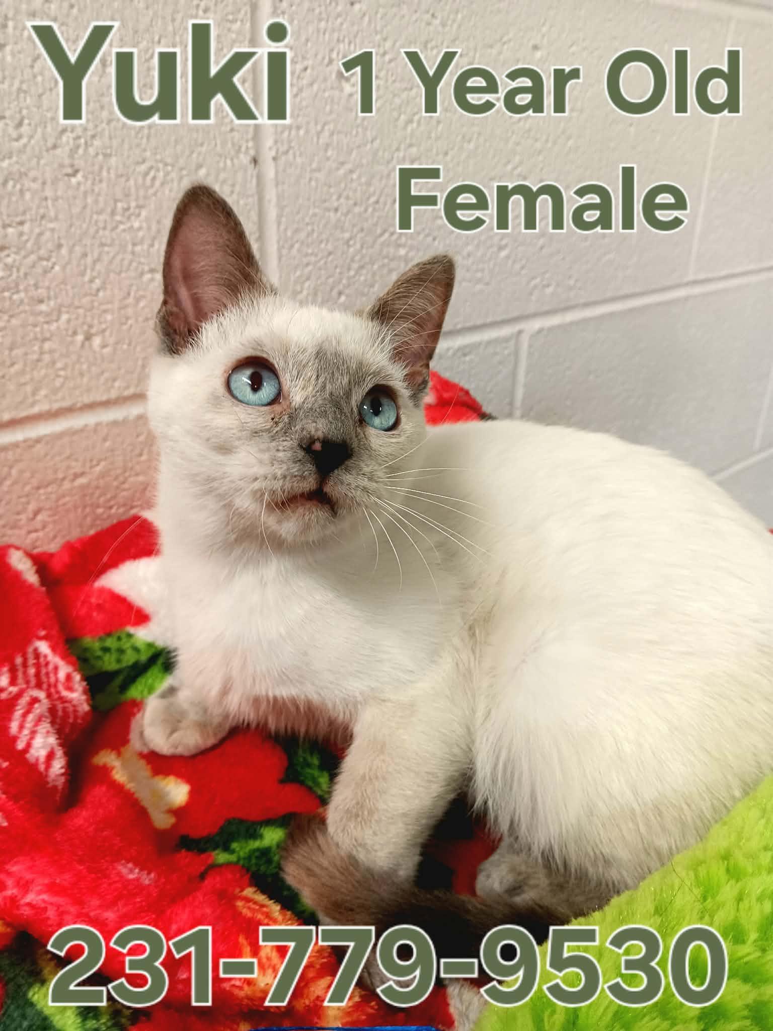 YUKI, adopted, Young Female Siamese.