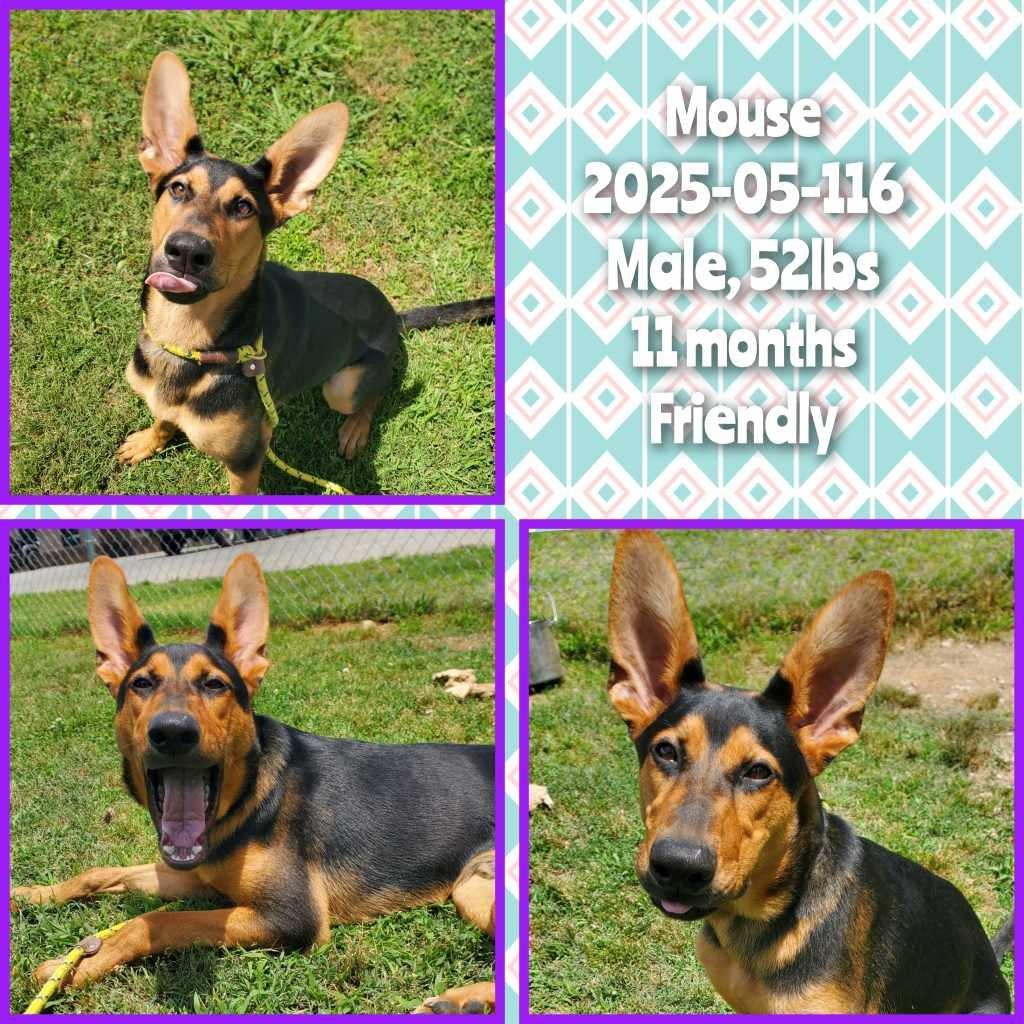 Enlarge 2025-05-116 *Mouse*, a Adoptable Shepherd in Winder, GA image 1/2