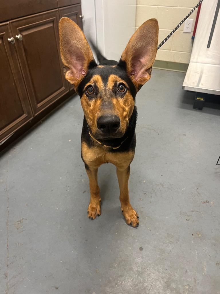 2025-05-116 *Mouse*, a Adoptable Shepherd in Winder, GA image 2/2