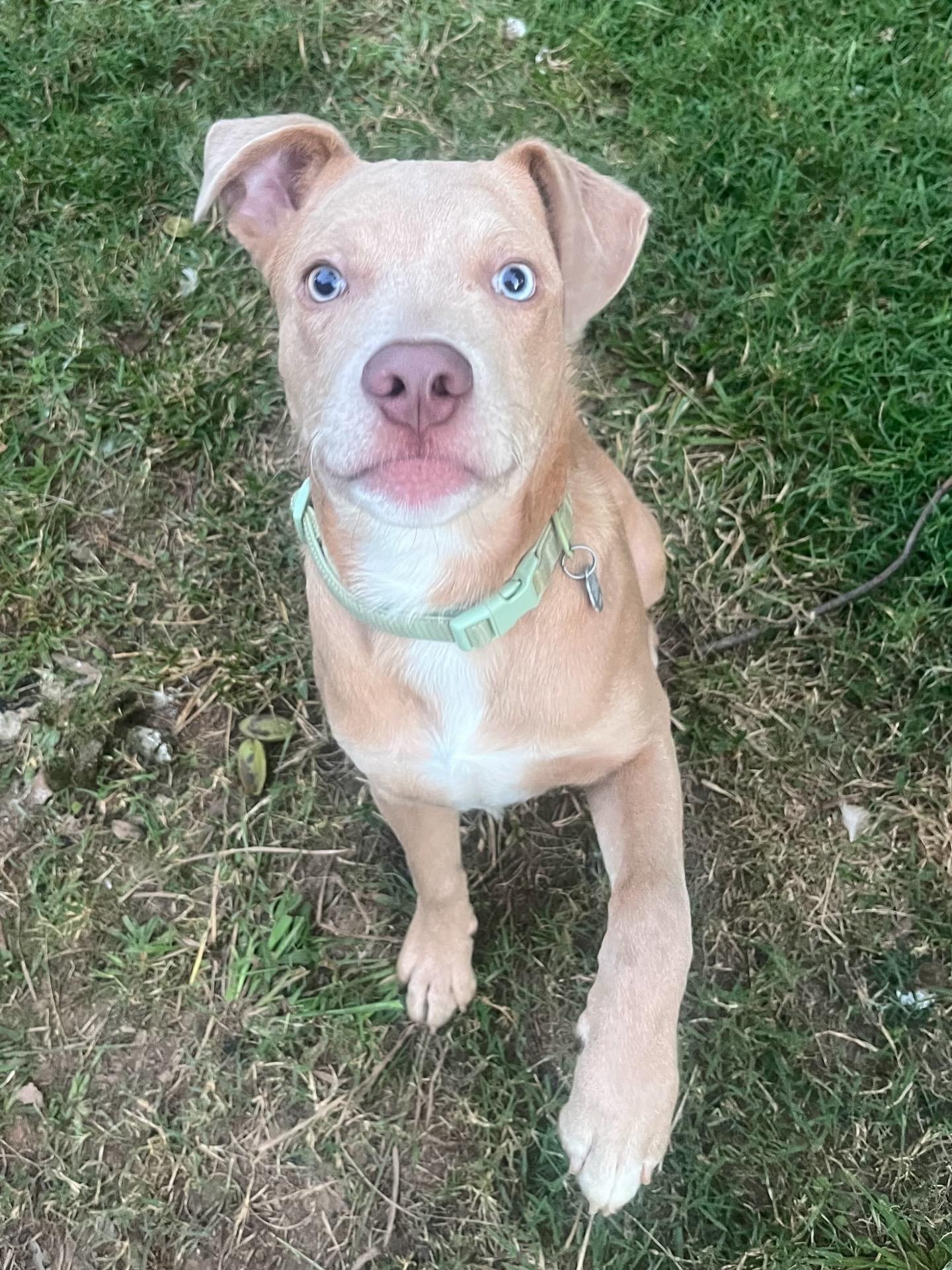 Wyatt, Adoptable, Puppy Male Yellow Labrador Retriever.