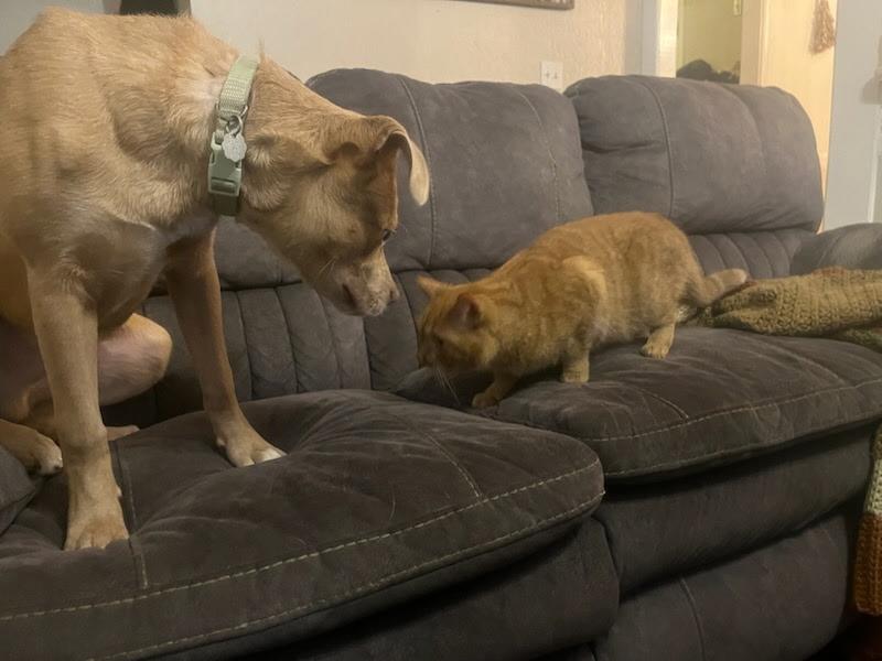 Enlarge Wyatt, a Adoptable mixed breed in Charlotte, NC image 5/6