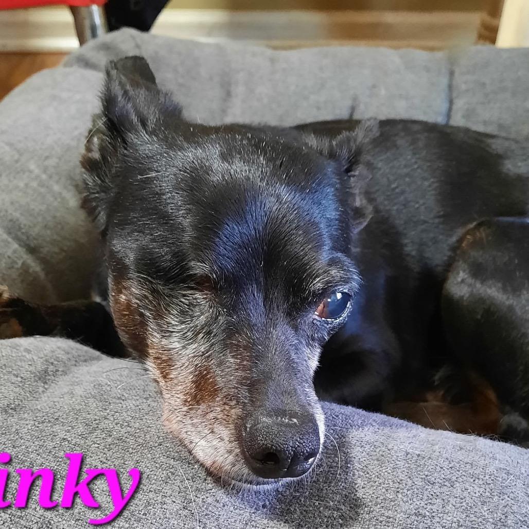 Winky, a Adoptable mixed breed in Olathe, KS image 1/4