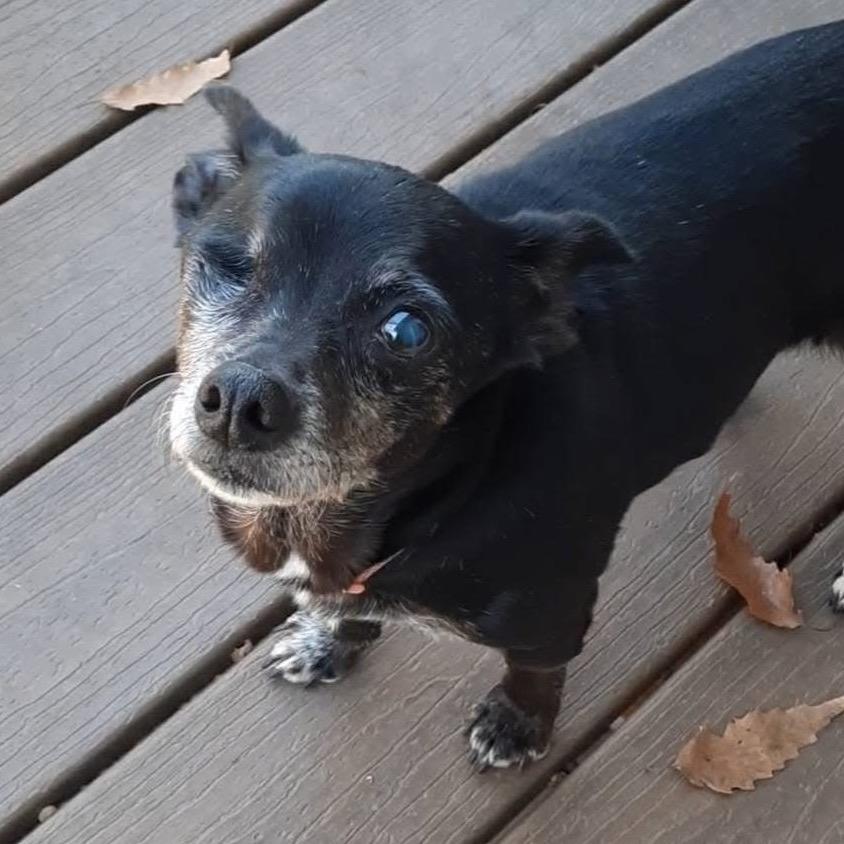 Winky, a Adoptable mixed breed in Olathe, KS image 2/4