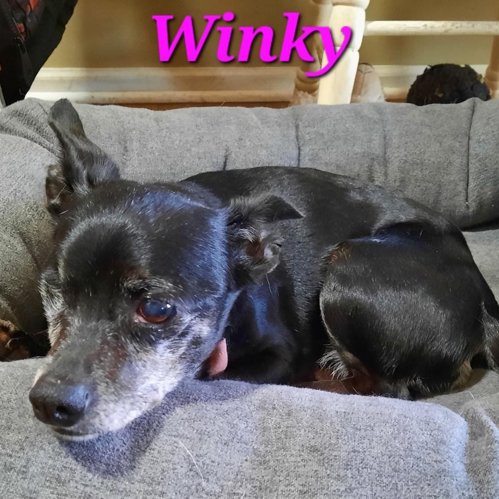 Winky, a Adoptable mixed breed in Olathe, KS image 3/4