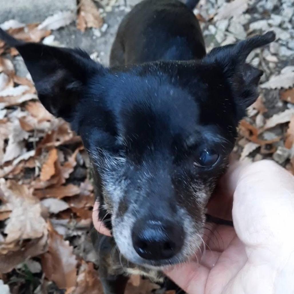 Winky, a Adoptable mixed breed in Olathe, KS image 4/4