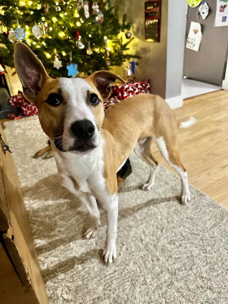 Baron (AL), a Adoptable Pit Bull Terrier in New York, NY image 1/3