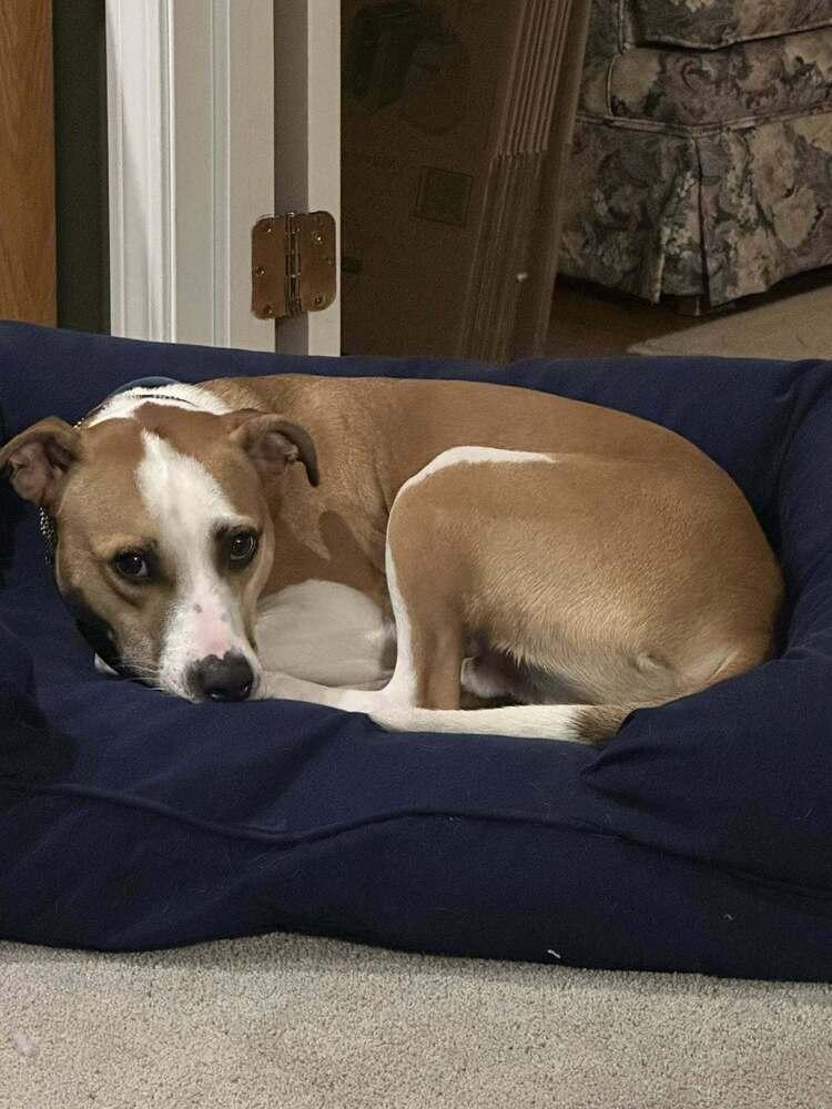 Baron (AL), a Adoptable Pit Bull Terrier in New York, NY image 3/3