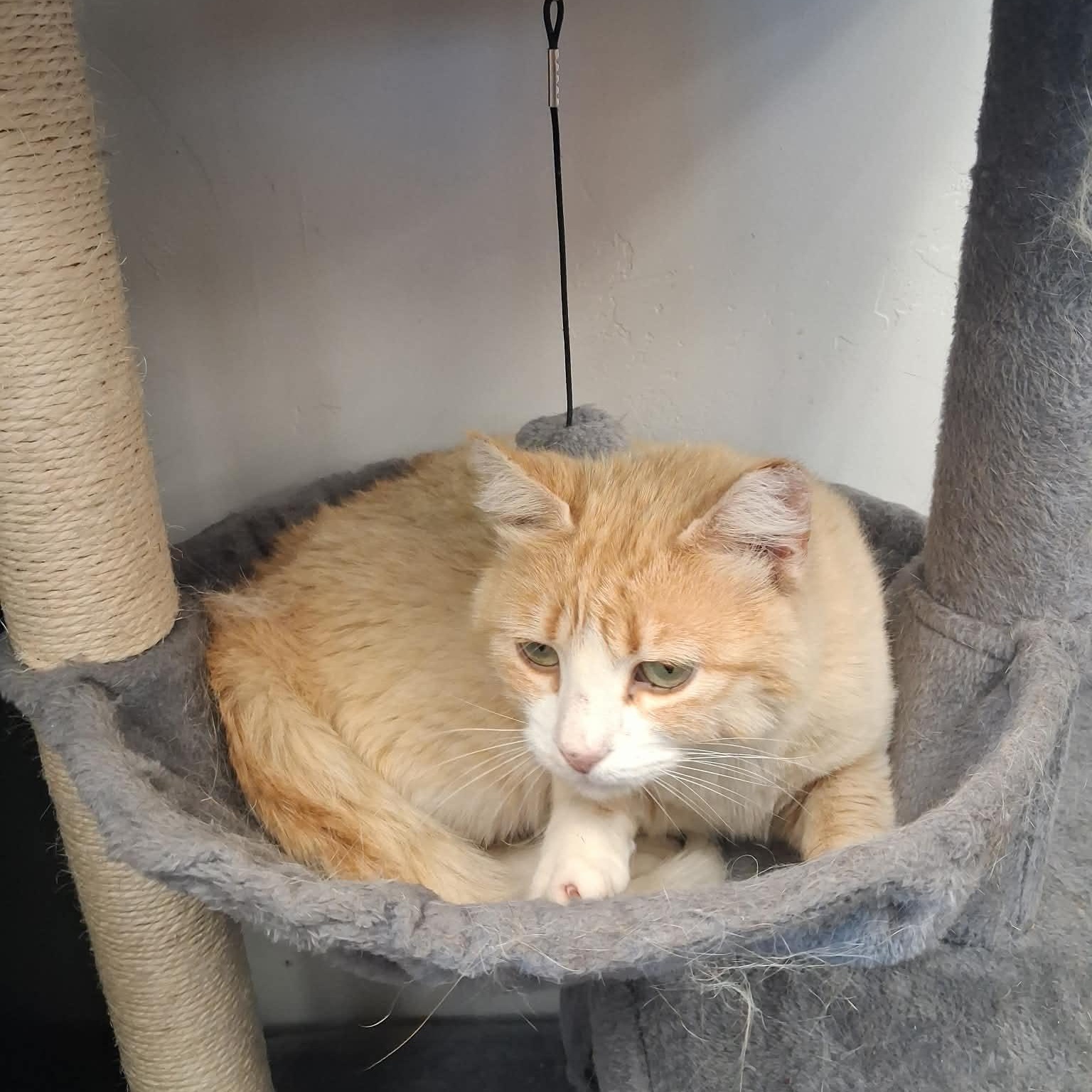 Doris Payne, a ADOPTABLE Domestic Short Hair in Roosevelt, UT image 4/4