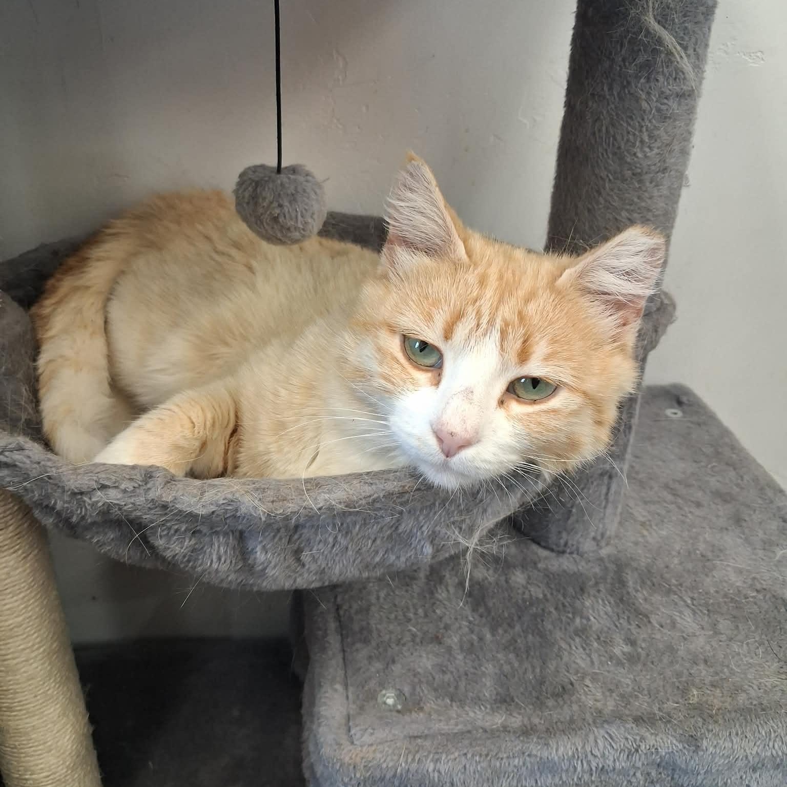 Doris Payne, a ADOPTABLE Domestic Short Hair in Roosevelt, UT image 2/4