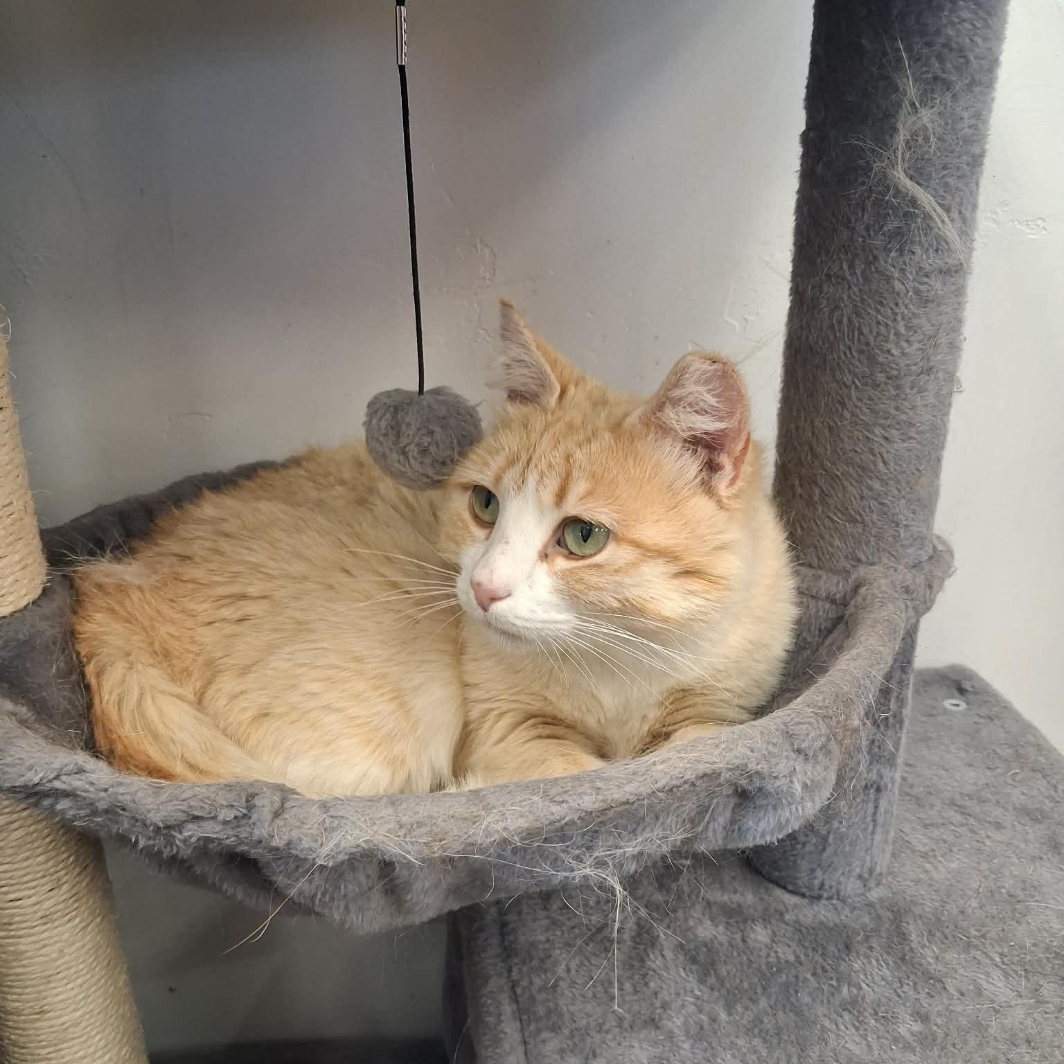 Doris Payne, ADOPTABLE, Adult Female Domestic Short Hair.