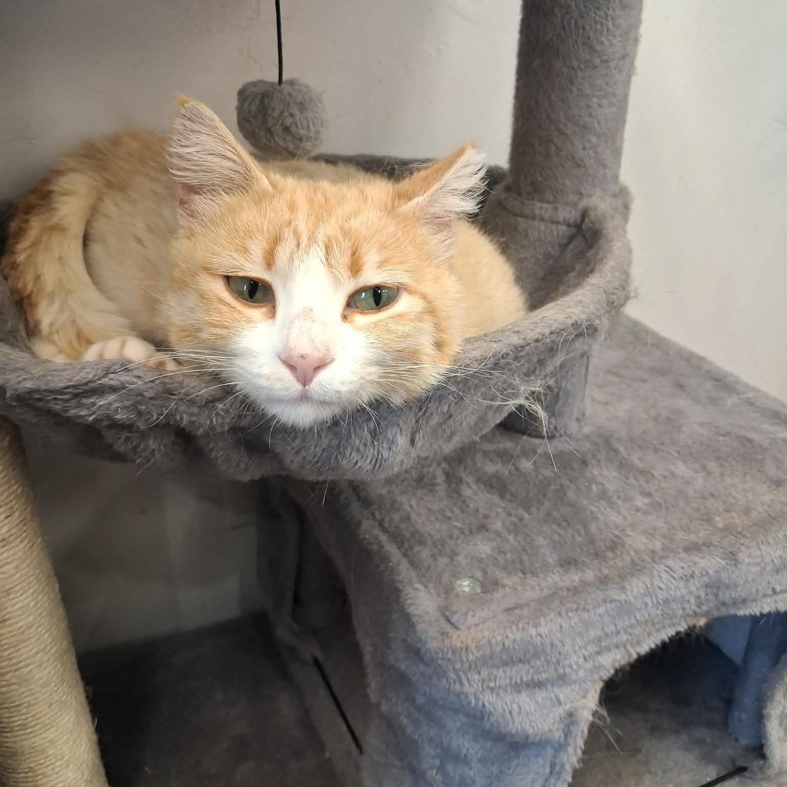 Doris Payne, a ADOPTABLE Domestic Short Hair in Roosevelt, UT image 3/4