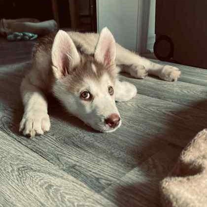 Baxter, an adoptable Husky in Perth, ON, K7H 3C3 | Photo Image 1