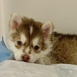 Baxter, an adoptable Husky in Perth, ON, K7H 3C3 | Photo Image 4