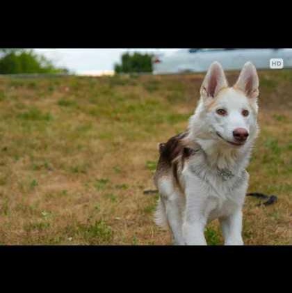 Baxter, Adoptable, Puppy Male Husky.