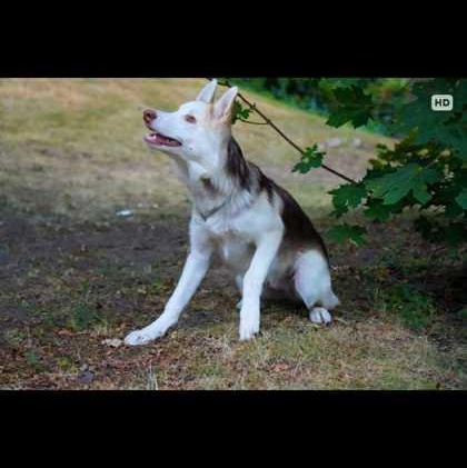 Enlarge Baxter, a Adoptable mixed breed in Perth, ON image 2/3