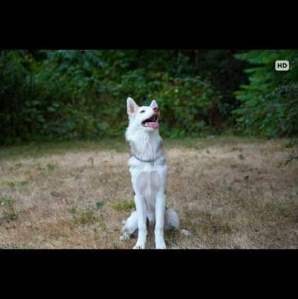 Enlarge Baxter, a Adoptable mixed breed in Perth, ON image 3/3
