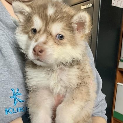 Baxter, an adoptable Husky in Perth, ON, K7H 3C3 | Photo Image 5