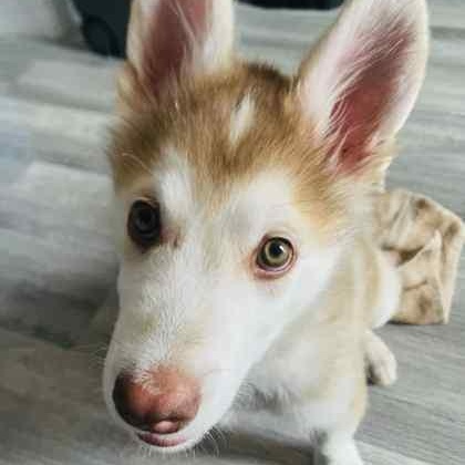 Baxter, an adoptable Husky in Perth, ON, K7H 3C3 | Photo Image 2