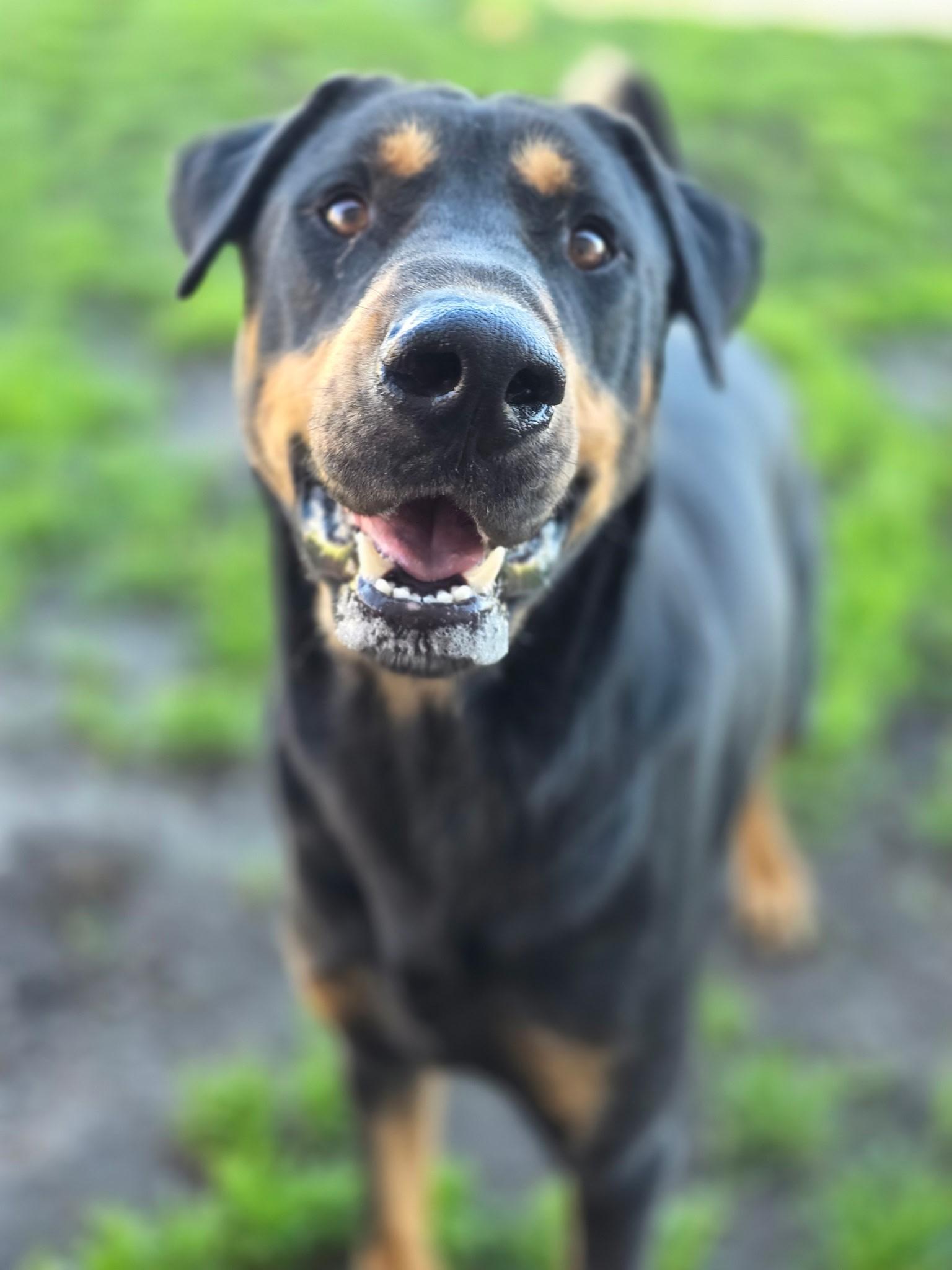 Enlarge Sarge, a ADOPTABLE mixed breed in Manteca, CA image 3/3