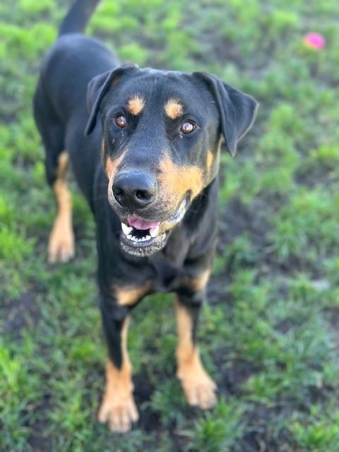 Enlarge Sarge, a ADOPTABLE mixed breed in Manteca, CA image 2/3